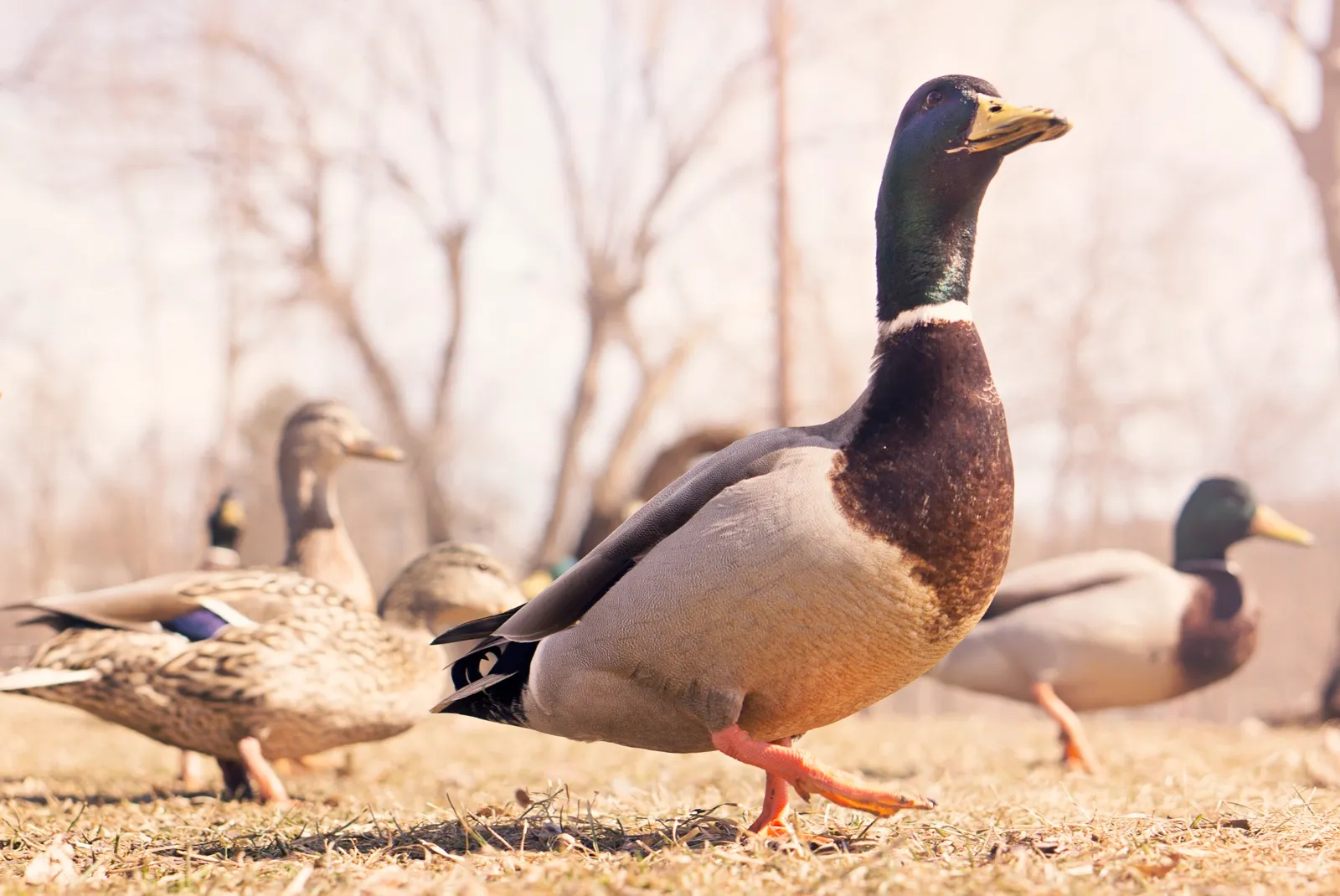 A mallard duck striding across dry grass, looking pleased with itself